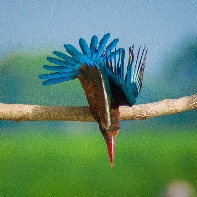 mitocavern's profile picture. 