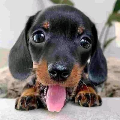 GoldenPupp27650's profile picture. 7.6m followers    0 following