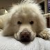 subby pup (@iwantslove) Twitter profile photo subby pup (@iwantslove) Twitter profile photo