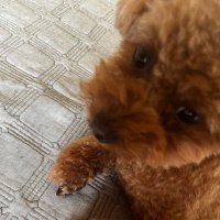 どんこです (@dontan_tatan) Twitter profile photo