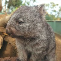 0xguga (@0xguga) 's Twitter Profile Photo