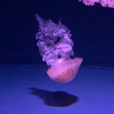 ふじんこさんのプロフィール画像