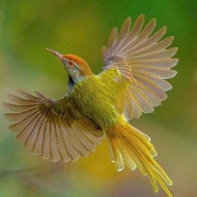 mccyess's profile picture. 