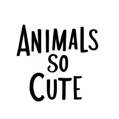 AnimalsSoCute2's profile picture. Art NFT Collection / Disponible sur Opensea / Animal’s lover / King of The Bongo