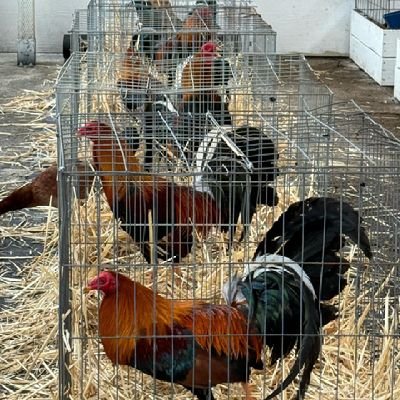 Bloodlines: Hatch, ALBANY, YLH, GREY, SWEATER, Kelso, Bole Asil, Boston RH
🔥STAGS n PULLETS AVAILABLE 🔥