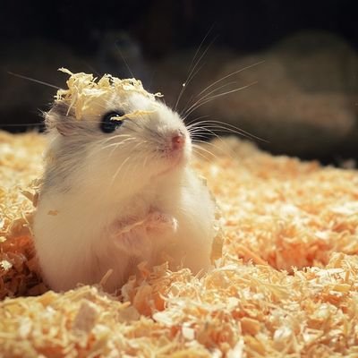 hamu_mixroom's profile picture. ⭐️初心者ですが、よろしくお願いいたします。
便利な物、買って良かった物、良さそうな物を投稿しています👍️
よろしければ参考になさって下さいませ。たまに心の声をつぶやいています🎵無言フォロー失礼します＆無言フォロー歓迎です🐹

楽天Room活動しています⬇️