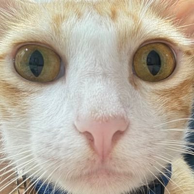 meetaliverma's profile picture. ML-Ops Engineer | Ex-SWE Intern at Walmart Global Tech, Uplers, Expertrons | ML-DL researcher | Entrepreneur | Write sometimes, read often, code every day.