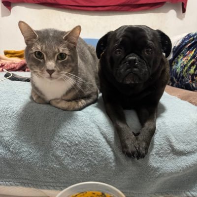 Badger/Texan/Pug/TechiePapa/Animal Lover 🐾 Ozymandias (Ozzy)