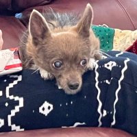 MAGA’s the fix (@honesttruthman) 's Twitter Profile