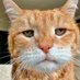 JunkieCat (@junkiecatsbsc) Twitter profile photo JunkieCat (@junkiecatsbsc) Twitter profile photo