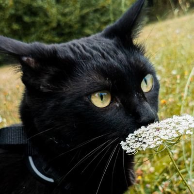 Vagabondages et délectations moroses d'un 🎓 doctorant en droit / littérature anglaise, 🐈⬛ majordome grincheux de greffier qui ronronne.