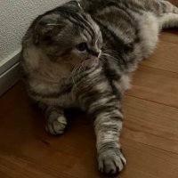 猫は正義 (@sachivond) 's Twitter Profile
