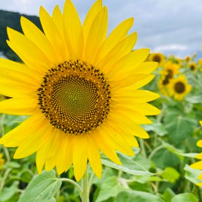 nandedaro007's profile picture. 2019年はヤーマン-90万/2020年VIX-80万/2022年は信用二階建て−250万/2023年は塩漬け-150万損切り/2024年は350万の繰越損失を精算/2025年は回収フェーズの予定