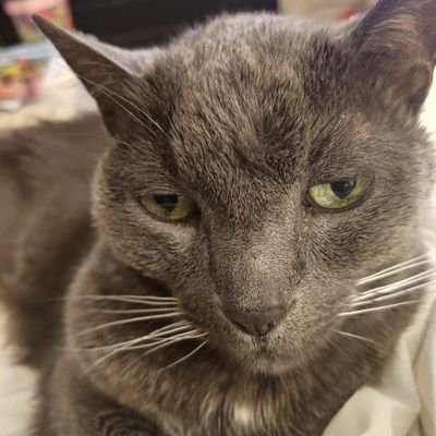Nana, Cat mom 🌊🌊💙🇺🇦🌊🌊🌊💙💙 🌊 WOKE as F
NO DM's 🚫 MAGATS