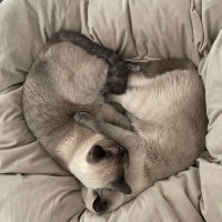 つきとじ (@tsumu_kom_8310) 's Twitter Profile Photo