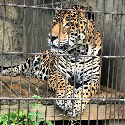 jgr230702's profile picture. ジャガー、ライオン、トラ、ヒョウ好き。『東山動植物園のアスカ🐆』が大好きです。私が感じた可愛い♡カッコいい⭐︎をポストしています。よろしくお願いします😊無言フォロー失礼いたします。