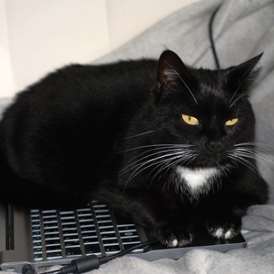 winged0mercury's profile picture. Web scraping, API REST, SPARQL, data extraction and processing and... my katty!