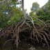 National Mangrove Management Committee (@nmmc_official) Twitter profile photo National Mangrove Management Committee (@nmmc_official) Twitter profile photo