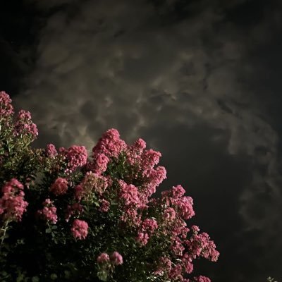 nou_a03's profile picture. اللّهُم صلِّ وسلِّم على نبيّنا محمَّد وعلى آله وصَحْبه أجمعين