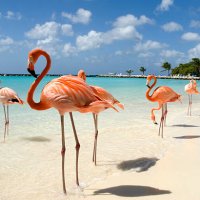 GR8aruba (@gr8610th) Twitter profile photo