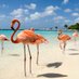 GR8aruba (@gr8610th) Twitter profile photo GR8aruba (@gr8610th) Twitter profile photo