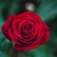 A,ahmad. احمد ,A (@aahmad00007535) 's Twitter Profile Photo A,ahmad. احمد ,A (@aahmad00007535) 's Twitter Profile Photo