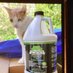 Debrich_X (@catmomflorida) Twitter profile photo Debrich_X (@catmomflorida) Twitter profile photo