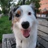 GlitzerflauschV's profile picture. Mein Name ist Programm: Viva La Vida 
Australien Shepherd Girl, Blue Merle 
*02.09.2020 
#Bürohund, Bergfex und Ruhepool fürs Fraule; Besuchs- u. Begleithund