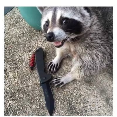 sbacatte's profile picture. gg