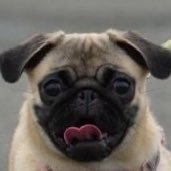 inuuni101's profile picture. パグ愛好家🐶おパグのももR6.2.8🍑と飼い主のかーちゃんです🐾自分主体での飼育は初挑戦…楽しい犬生にしてあげたい🐶色んな方の愛犬見るのだいすきです🐶無言フォローおゆるしください🙇🏻‍♀️趣味で雑貨屋さん巡りや石にお絵描き #WAROCK #田舎暮し