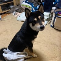 名も無きSNK勢(Kダッシュ推し) (@oharusan_st6) 's Twitter Profile
