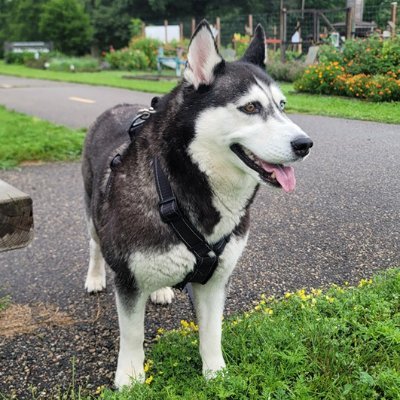 The adventure of my husky eva and I Alfred.