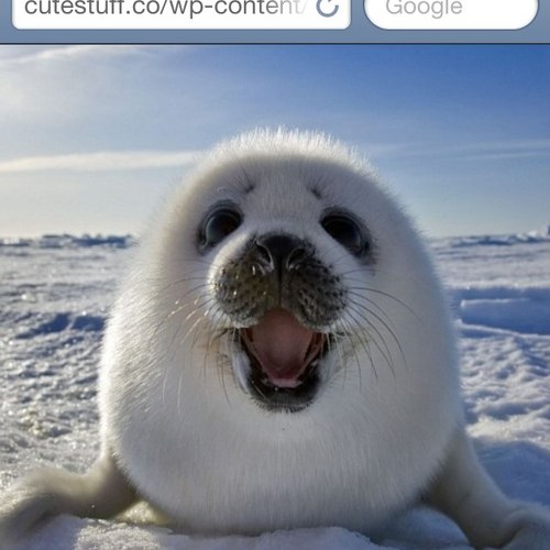 STropp83's profile picture. I Love cookies And Cookies Love MEE!