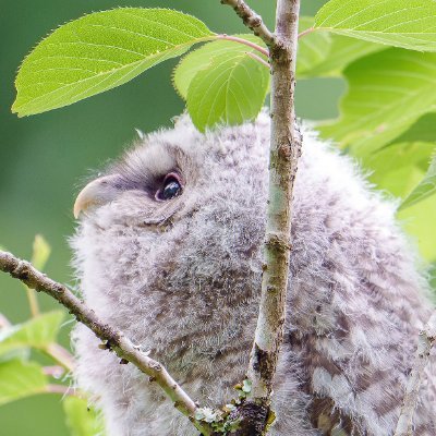 2~3ヶ月に1回北海道で野生動物撮りに行ってます
エゾフクロウ、エゾモモンガ、キツネ、オオワシ、オジロワシ etc
本州ではフクロウ類、サンコウチョウ、白変異種etc撮ってます
Camera : sony A1 A7RV
Lens: #SEL600F40GM #sel300f28g
無断転載は禁止とさせていただきます。