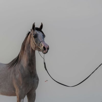 اللهم لك الحمد حتى ترضاء ولك الحمد بعد الرضاء ولك الحمد أذا رضيت 🌹❤️