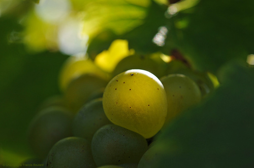 francisboulard's profile picture. 