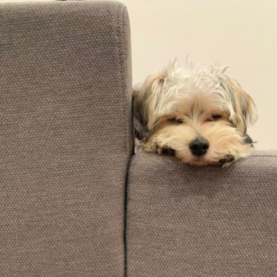 Patrickijourney's profile picture. Good investing is boring investing. 分享一个年轻价值投资者的旅程