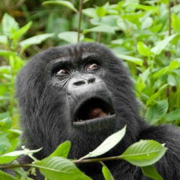 VQefUIcXuc23735's profile picture. 