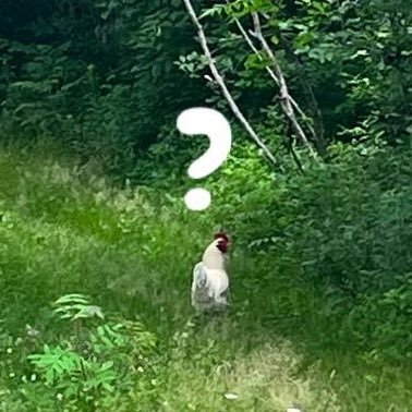 chriswhiti's profile picture. 