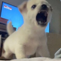 crispyyy2.0 (@bubble_bursttot) 's Twitter Profile