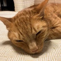 チイコ🎷🔰🐱 (@chi_sax_0821) Twitter profile photo