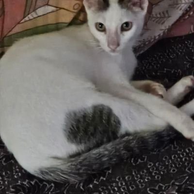 keshuettan's profile picture. 