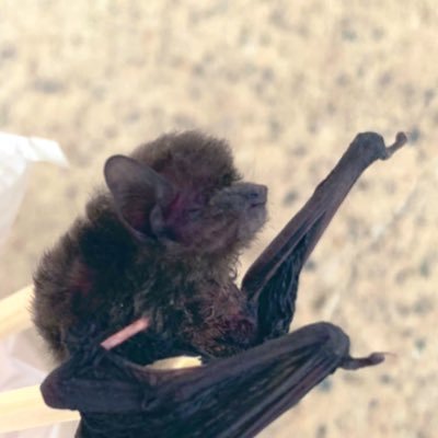 tasuketeyo2's profile picture. 