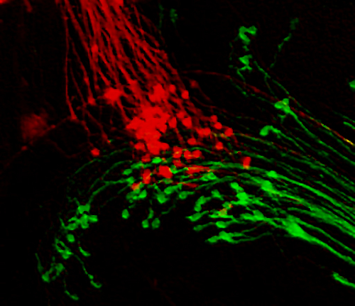 The Schubert lab is part of the Institute of Life Sciences and Healthcare at the University of Portsmouth, UK.