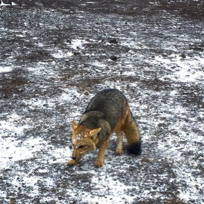 Cer0mMyto's profile picture. 