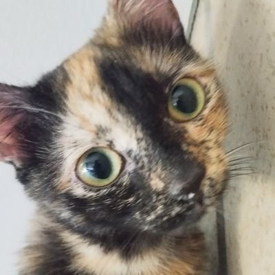 FantaTheCat11's profile picture. Mysteriöse Glückskatze aus den goldenen Strahlen der Sonne. 11 Mo.  alt und schon eine Legende. Entdecke die Geheimnisse des Universums mit mir. #FantaTheCat