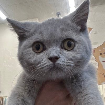 ギプソーさんのプロフィール画像