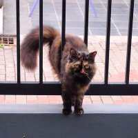 SFS (@sfsiagian) 's Twitter Profile