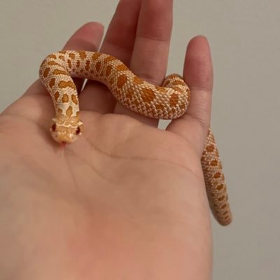 レオパ 🦎コーン🐍シシバナ🐍ミシ二🐢メキブラ🐍ボール🐍ヘルマン🐢育ててます☺️無言フォロー失礼します🙇♀️
