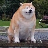 Doge Doge Doge (@unkownpurrfect) 's Twitter Profile